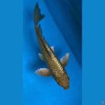 kumpay midori ginrin 33cm
