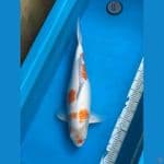 Kohaku Jumbo 65bu Female