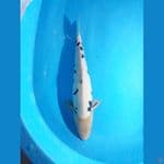 bekko doitsu 45cm jantan 