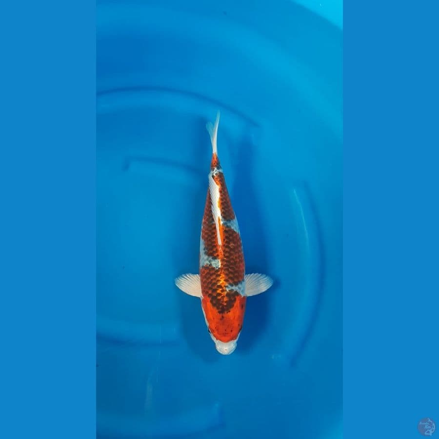 SHUKUFUKU 2 - Ghosiki Inazuma 41cm/f⁶