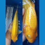 Karasi Ginrin Munuk 