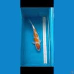 Kohaku 38 cm
