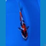 Showa Doitsu Murni SQ