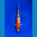 Kohaku 32cm