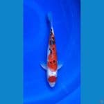Maruten Sanke 30cm