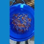 Hariwake Mix 