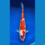 kohaku 39cm