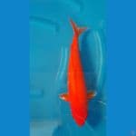 SHUKUFUKU 2 - Benigoi Red Strong 41cm/f⁶
