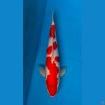 kohaku 40bu male