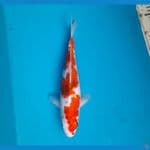 Ai koromo 30cm Male