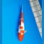 Goromo 33cm Female
