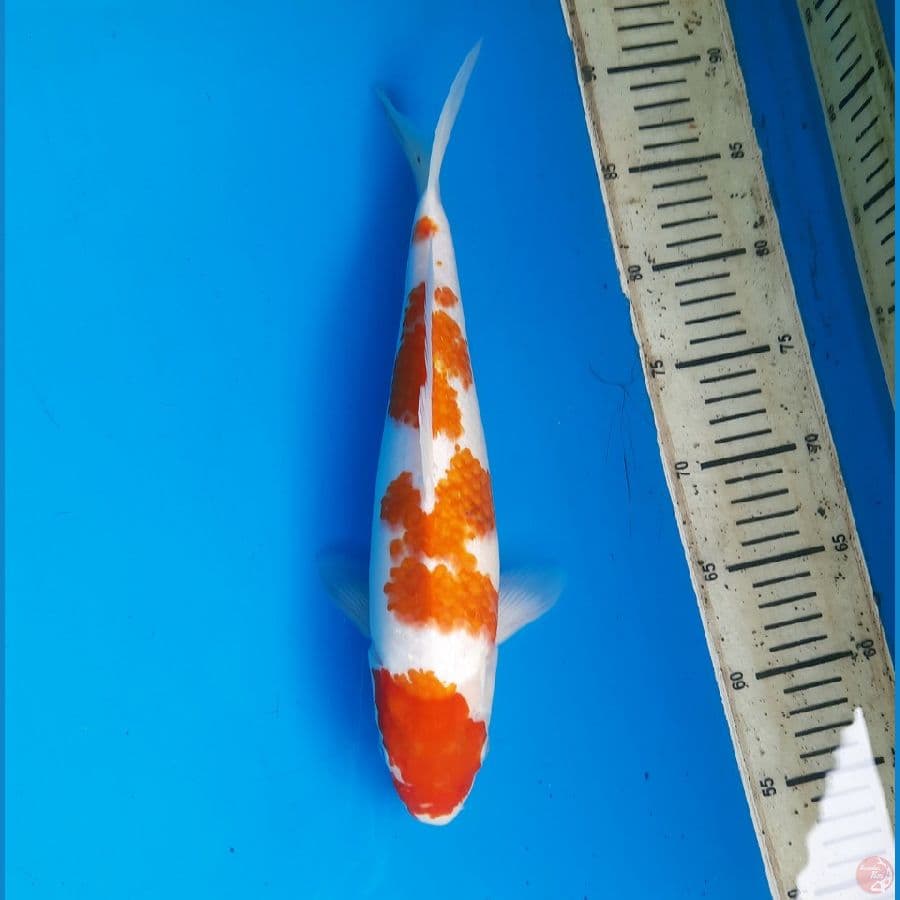 Maruten koromo 33cm Female