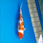 Maruten koromo 33cm Female