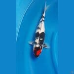 SHUKUFUKU 3 - Tancho Showa Petir 37cm/f⁶