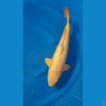 SHUKUFUKU 4 - Karashi Full Ginrin 41cm/f⁶