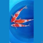 kohaku 3 ekor