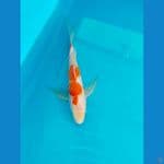 kohaku kumpay