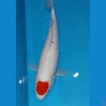 Tancho 37 cm