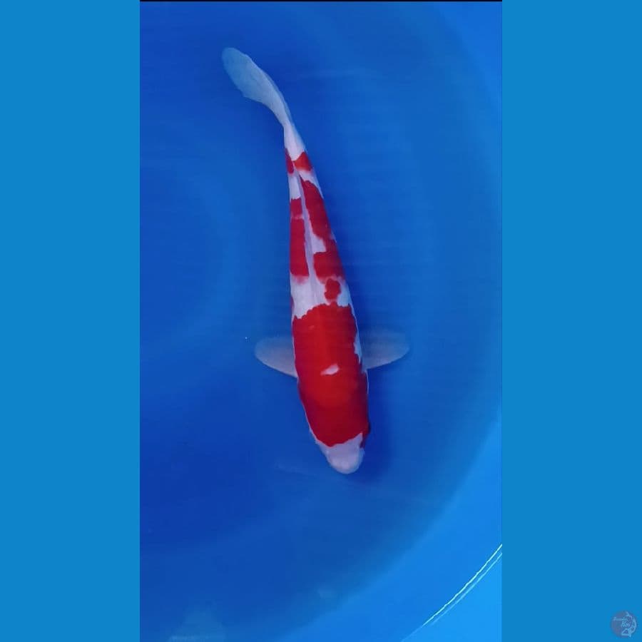 kohaku