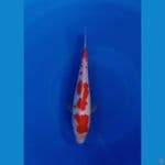 kohaku original