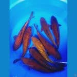 TEMBAGA mix 30-35cm 8 ekor