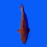 chagoi tembaga 35cm male