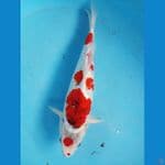 aigoromo ginrin 38cm