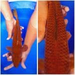 CHAGOI TEMBAGA 33CM MALE