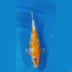 Kogane Ochiba Ginrin - 33cm/f⁶