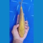 karasi Ginrin 23cm breed bima raditya