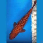 chagoi aragoke 33cm