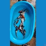 showa ginrin non ginrin 13 ekor 21-27cm
