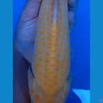 KARASI GOLDEN CORN