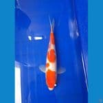 Kohaku 25cm