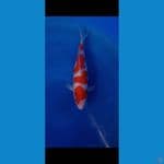 kohaku