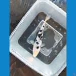 bekko ginrin READY SHOW 13CM