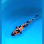 Kanoko showa 26cm Male 