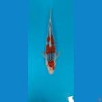 ghosiki 33cm