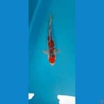 ghosiki 30cm