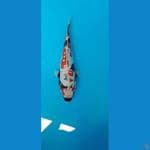 showa doitsu bakat jumbo 27cm