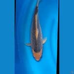Aka Matsuba  Import Izuru koi farm 42cm.male