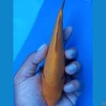 Karasi Mango Golden Corn SQ