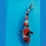 showa ginrin sq 21cm