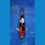 showa 33cm FEMALE