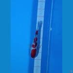 sanke 28cm