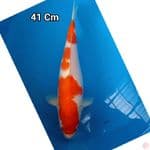 Kohaku 41cm