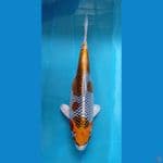 KAISAR KOI BLITAR - KUJAKU 37CM 
