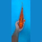 antik 31cm