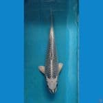 KAISAR KOI BLITAR - GIN MATSUBA 34CM 