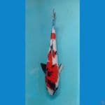 KAISAR KOI BLITAR - SHOWA RED STRONG 28CM